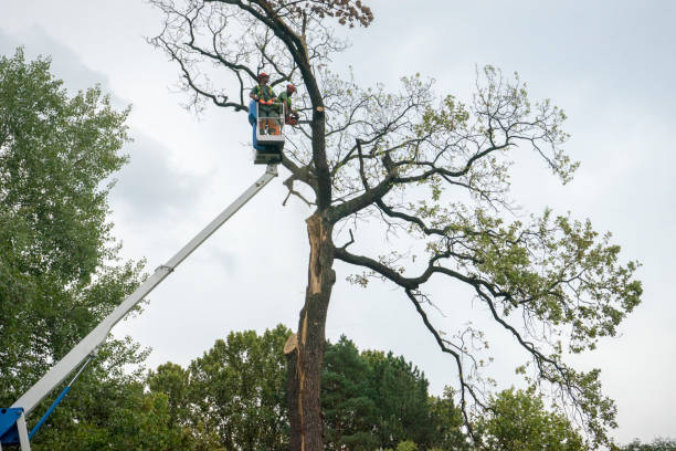 Best Emergency Tree Removal  in Doylestown, OH