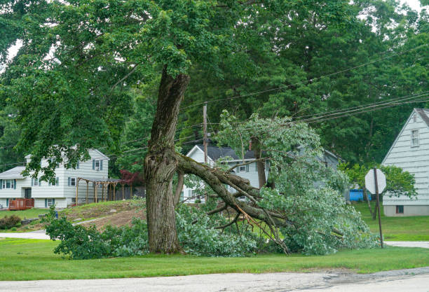  Doylestown, OH Tree Services Pros