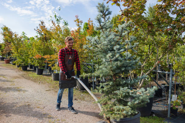 Best Palm Tree Trimming  in Doylestown, OH